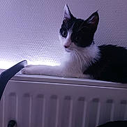 Boby a rejoint le concours — aidez-le/la à gagner de superbes lots ! cat, kitten, black_and_white, pet, animal, sitting, lying_down, wide_eyed, whiskers, pointed_ears, fur, indoor, radiator, chair, home, wall, portrait, close_up, relaxed, curious