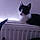 Boby