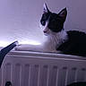 cat, kitten, black_and_white, pet, animal, sitting, lying_down, wide_eyed, whiskers, pointed_ears, fur, indoor, radiator, chair, home, wall, portrait, close_up, relaxed, curious