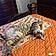 Miya
