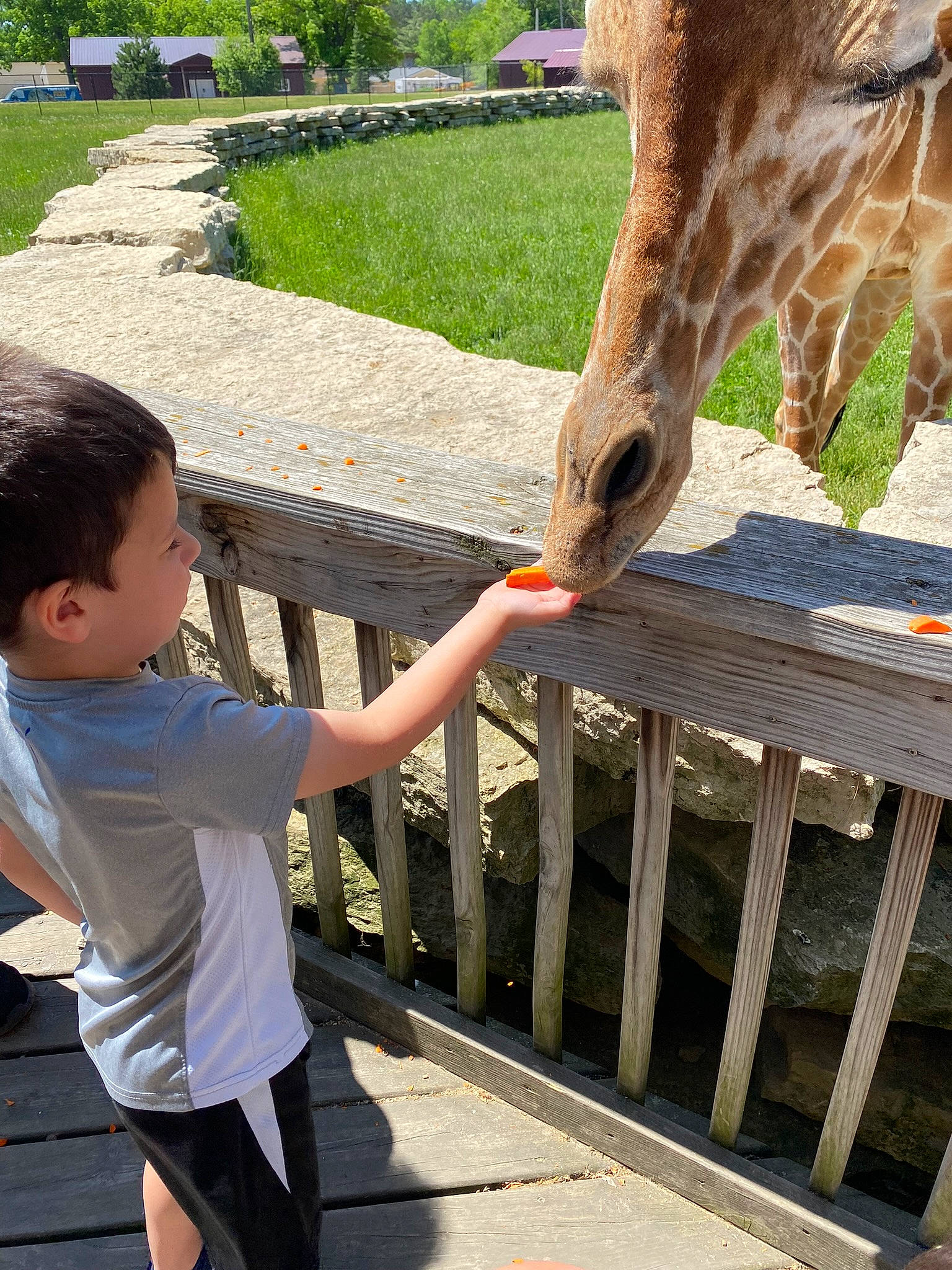 Malikai joined the competition — help win amazing prizes! fawn, fence, finger, gesture, giraffe, giraffidae, grass, green, happy, human_body, leisure, mammal, organ, person, plant, snapshot, t_shirt, terrestrial_animal, toddler, travel