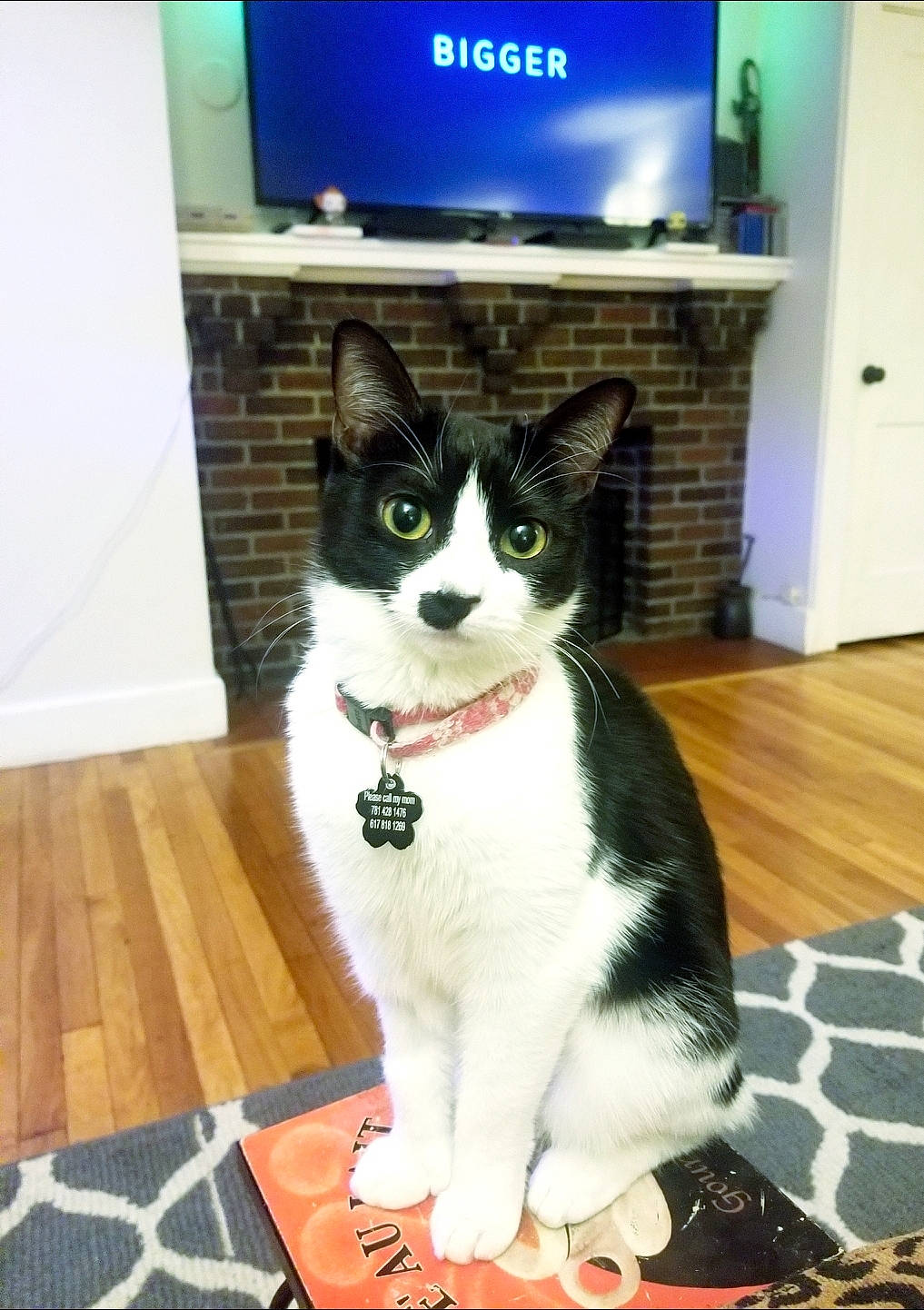 Cindy is registered to the contest to win money with this photo: aegean_cat, american_wirehair, carnivore, cat, domestic_short_haired_cat, european_shorthair, felidae, japanese_bobtail, polydactyl_cat, small_to_medium_sized_cats, tail, whiskers