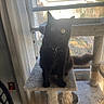 Charlie-Cat joined the competition — help win amazing prizes! black_cat, cat_tree, window, curtains, indoor, sunlight, yellow_eyes, collar, pet, feline, animal, perched, curious, house, nature_outside, daylight, fur, whiskers, tail, home