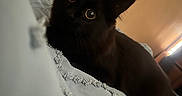 Charlie-Cat is registered to the contest to win money with this photo: cat, black_cat, pet, animal, indoor, blanket, blue_blanket, texture, eyes, ears, feline, cute, curious, soft_light, warm_background, cozy, resting, closeup, portrait, furry