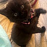 Charlie-Cat joined the competition — help win amazing prizes! kitten, black_cat, blue_eyes, collar, pet, cute, feline, indoor, curious, fur, animal, small, young, domestic_cat, whiskers, bed, blanket, soft, playful, closeup