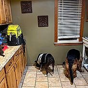 Charlie-Cat is registered to the contest to win money with this photo: kitchen, dog, cat, countertop, food_bowl, tile_floor, wooden_cabinets, backpack, window, blinds, pet, indoor, animal, black_and_white_dog, brown_dog, fluffy_cat, home, feeding, domestic, cozy
