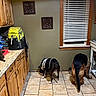 kitchen, dog, cat, countertop, food_bowl, tile_floor, wooden_cabinets, backpack, window, blinds, pet, indoor, animal, black_and_white_dog, brown_dog, fluffy_cat, home, feeding, domestic, cozy