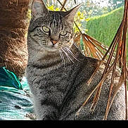 Zoé participe au concours pour gagner de l'argent avec cette photo : animal, background_blur, calm, cat, closeup, daylight, feline, fur, garden, green_eyes, leaf, nature, outdoor, pet, plant, portrait, sitting, sunlight, tabby, whiskers