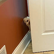 Roxy Cheez is registered to the contest to win money with this photo: dog, white_dog, peeking, door, doorway, brown_wall, tile_floor, baseboard, vent, curious, indoor, small_dog, pet, hiding, playful, animal, house, home_interior, floor, mischievous