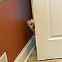 dog, white_dog, peeking, door, doorway, brown_wall, tile_floor, baseboard, vent, curious, indoor, small_dog, pet, hiding, playful, animal, house, home_interior, floor, mischievous