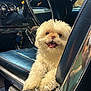 dog, white_dog, fluffy, car_interior, blue_leather_seat, steering_wheel, vintage_car, happy, pet, animal, cute, smiling, indoor, transportation, leather, dashboard, keys, seat, closeup, portrait