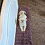 dog, white_dog, pet, blanket, purple_blanket, carpet, bed_frame, indoor, floor, curious, cute, small_dog, fluffy, resting, looking_up, home, cozy, animal, companion, relaxing