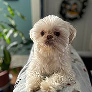 Roxy Cheez is registered to the contest to win money with this photo: big_eyes, blanket, bokeh, closeup, cozy, cute, dog, fluffy, indoor, nose, paws, pet, plant, portrait, puppy, shallow_depth_of_field, sitting, small_dog, whiskers, white_fur