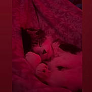 Onyx joined the competition — help win amazing prizes! animal, blanket, cat, comfort, cozy, cute, domestic_animal, feline, fur, indoor, patterned_blanket, paw, pet, quiet, relaxing, resting, sleeping, snug, soft, warm_light