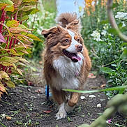 Zuze joined the competition — help win amazing prizes! dog, brown, white, happy, tongue_out, garden, path, plants, foliage, outdoor, nature, pet, animal, walking, ears_up, blurred_background, green, yellow, summer, daylight