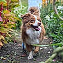 dog, brown, white, happy, tongue_out, garden, path, plants, foliage, outdoor, nature, pet, animal, walking, ears_up, blurred_background, green, yellow, summer, daylight