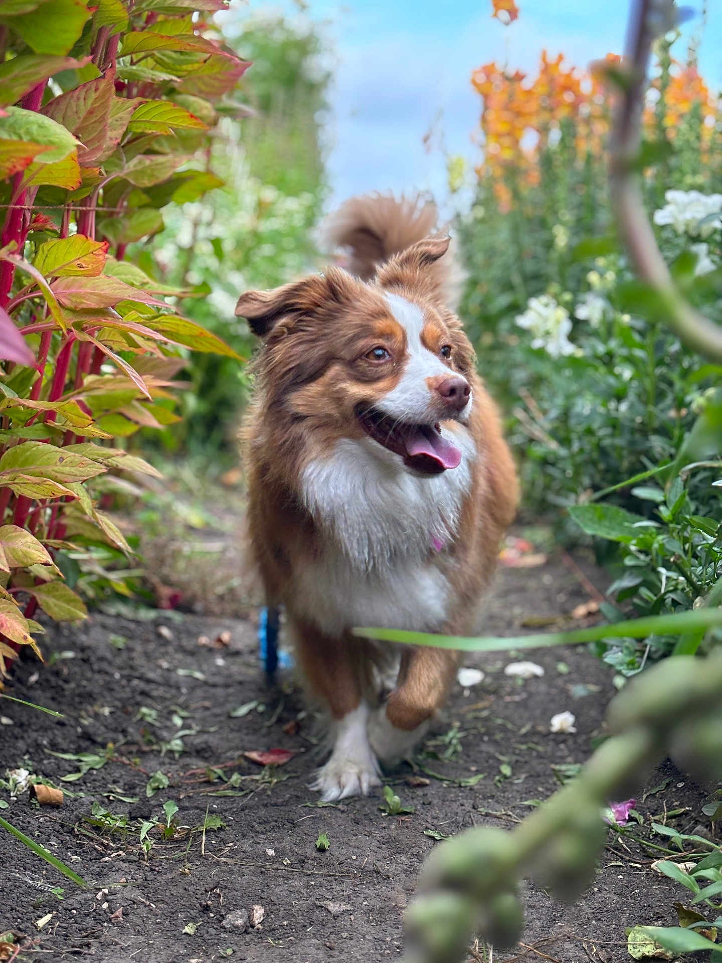 Zuze joined the competition — help win amazing prizes! dog, brown, white, happy, tongue_out, garden, path, plants, foliage, outdoor, nature, pet, animal, walking, ears_up, blurred_background, green, yellow, summer, daylight