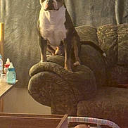 Diesel Gun is registered to the contest to win money with this photo: dog, couch, armrest, baby, bassinet, bottle, table, furniture, indoor, living_room, pet, seated, patterned_fabric, baby_bottle, child, domestic, animal, home, quiet, cozy