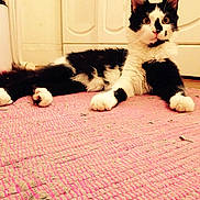 Mojito a rejoint le concours — aidez-le/la à gagner de superbes lots !