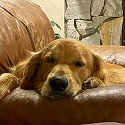 Sampson joined the competition — help win amazing prizes! dog, golden_retriever, leather_couch, sleeping, pet, indoor, cozy, resting, fur, animal, canine, home, relaxed, paw, face, snout, ears, living_room, plant, stone_wall