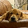 dog, golden_retriever, leather_couch, sleeping, pet, indoor, cozy, resting, fur, animal, canine, home, relaxed, paw, face, snout, ears, living_room, plant, stone_wall
