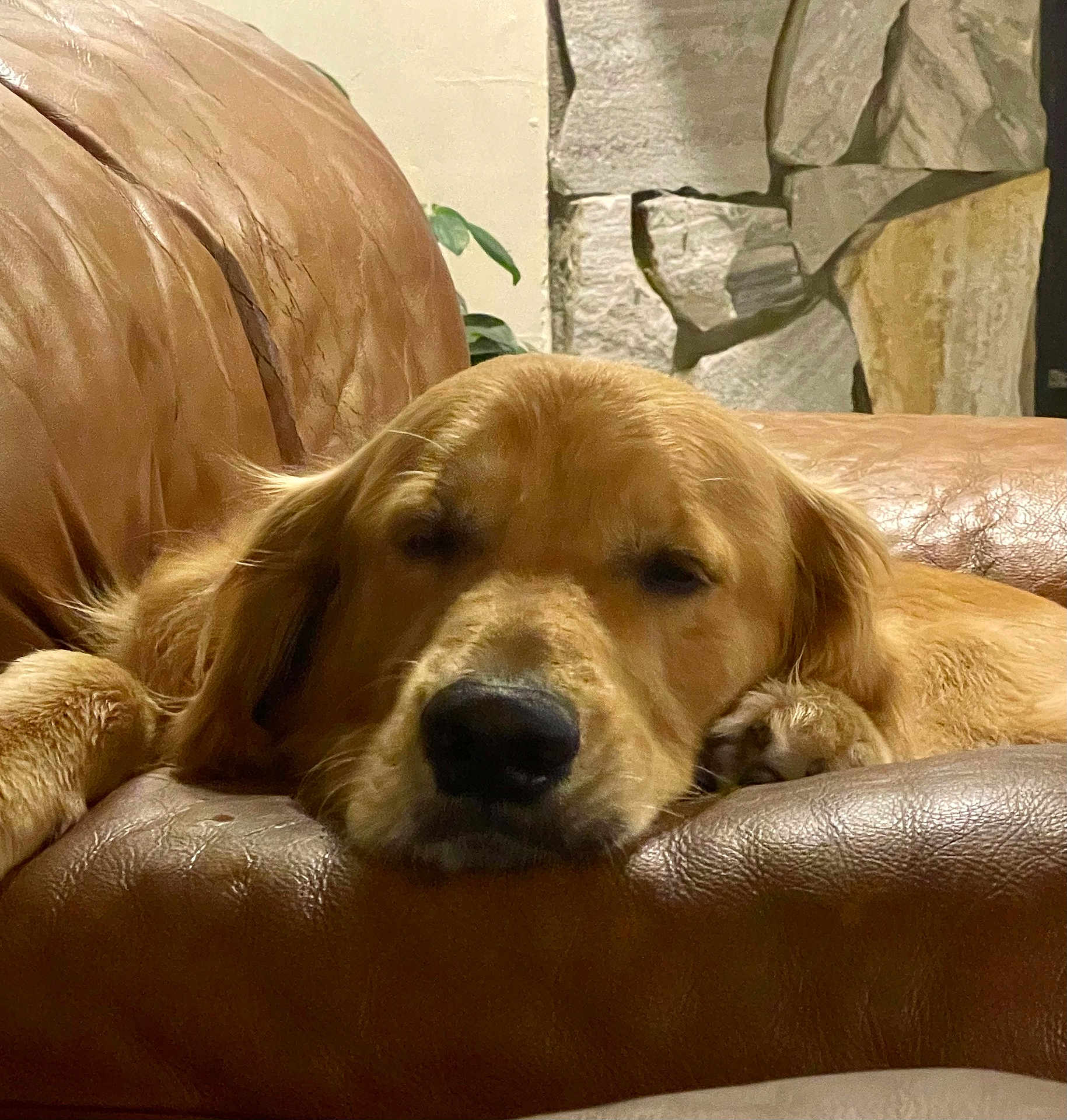 Sampson