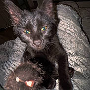 Shadow is registered to the contest to win money with this photo: cat, black_cat, paw, animal, pet, indoor, blanket, furry, curious, whiskers, ears, fur, closeup, soft_texture, cozy, mischievous, domestic_cat, feline, resting, night