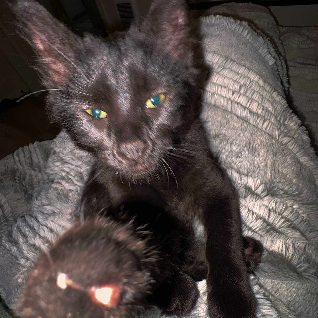 Shadow is registered to the contest to win money with this photo: animal, black_cat, blanket, cat, closeup, cozy, curious, domestic_cat, ears, feline, fur, furry, indoor, mischievous, night, paw, pet, resting, soft_texture, whiskers