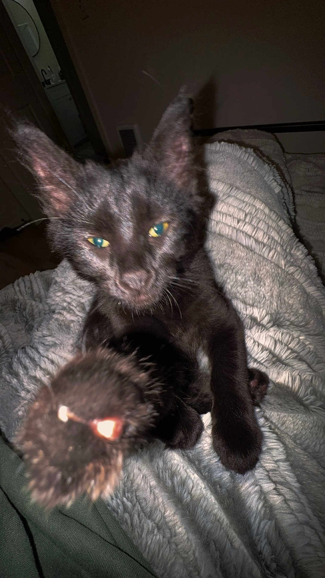 Shadow