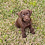 puppy, dog, chocolate_labrador, grass, outdoor, young, animal, cute, pet, sitting, brown_fur, blue_eyes, nature, playful, canine, fur, mammal, small, looking_up, adorable