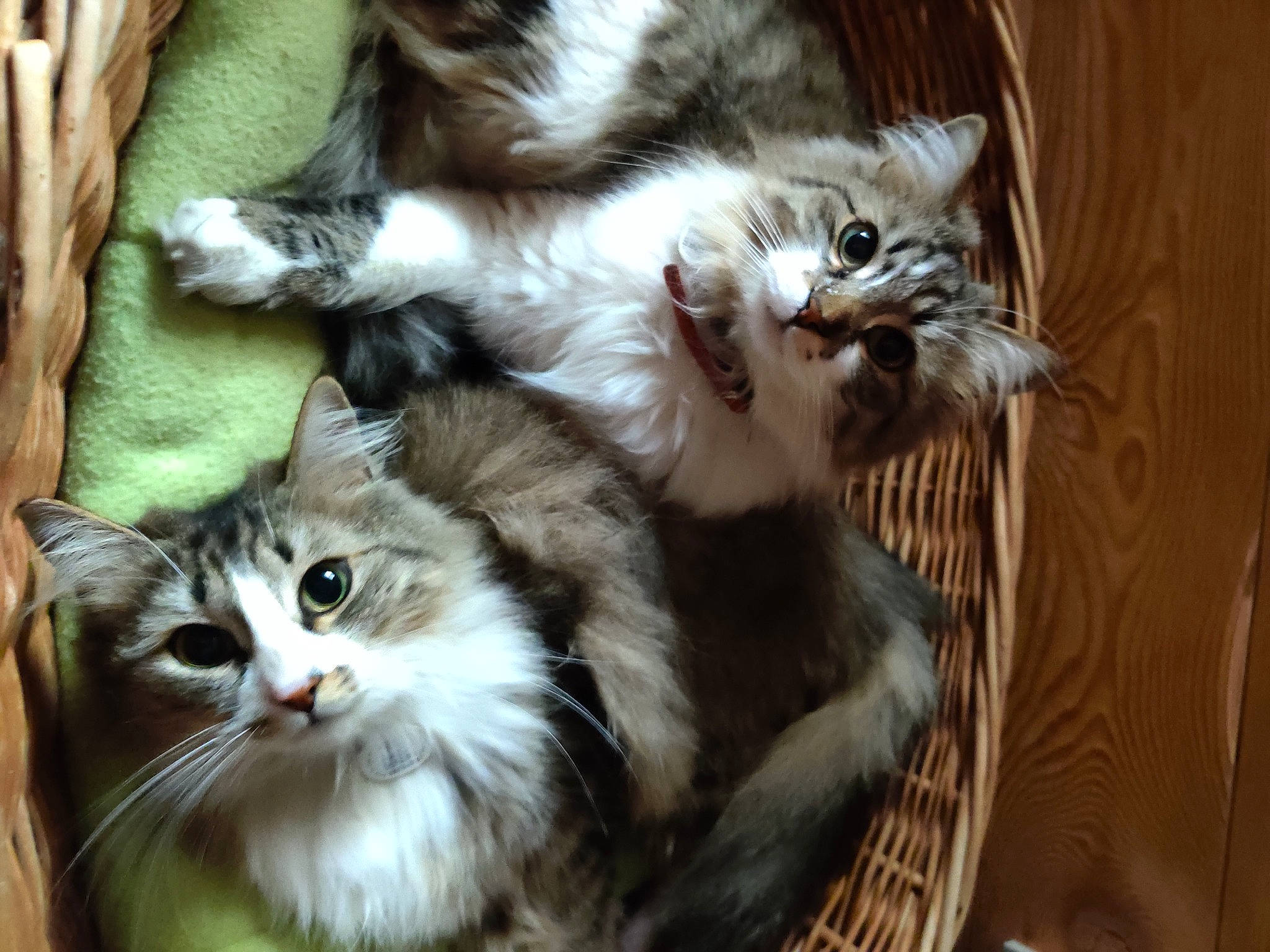 Mango a rejoint le concours — aidez-le/la à gagner de superbes lots ! carnivore, cat, claw, comfort, domestic_short_haired_cat, fawn, felidae, fur, mammal, paw, plant, small_to_medium_sized_cats, snout, tail, terrestrial_animal, vertebrate, whiskers