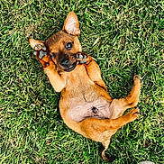 Tito participe au concours pour gagner de l'argent avec cette photo : puppy, dog, grass, outdoor, playful, brown_fur, paw, winking, cute, small, pet, nature, animal, lying_down, summer, greenery, footwear, casual, fun, young