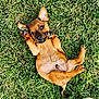 puppy, dog, grass, outdoor, playful, brown_fur, paw, winking, cute, small, pet, nature, animal, lying_down, summer, greenery, footwear, casual, fun, young