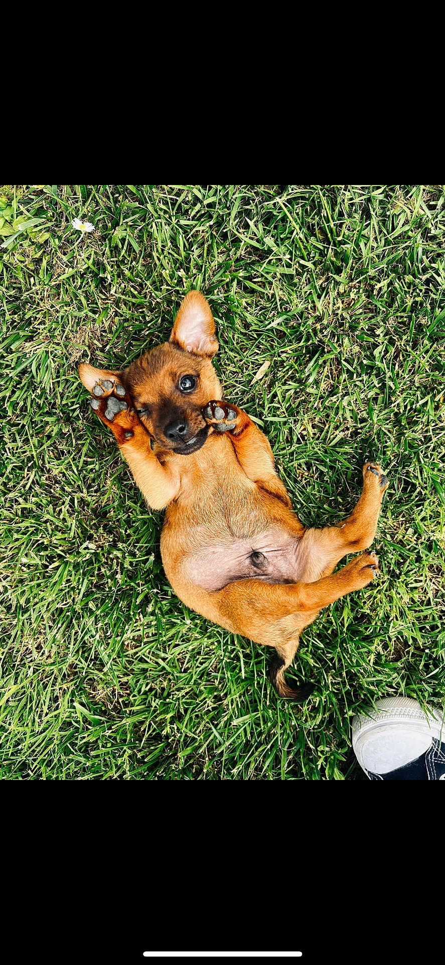 Tito participe au concours pour gagner de l'argent avec cette photo : puppy, dog, grass, outdoor, playful, brown_fur, paw, winking, cute, small, pet, nature, animal, lying_down, summer, greenery, footwear, casual, fun, young