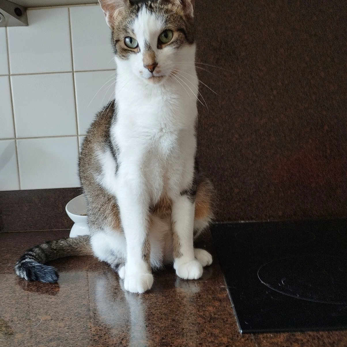 Johnny a rejoint le concours — aidez-le/la à gagner de superbes lots ! abyssinian, angora, animal, cat, hardwood, indoors, kitten, manx, pet, slate, tile, wood