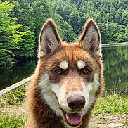 Aïko a rejoint le concours — aidez-le/la à gagner de superbes lots ! dog, canine, animal, outdoor, nature, forest, lake, water, grass, happy, pet, mammal, brown_fur, white_fur, ears, tongue, portrait, close_up, smiling, wildlife