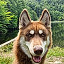 dog, canine, animal, outdoor, nature, forest, lake, water, grass, happy, pet, mammal, brown_fur, white_fur, ears, tongue, portrait, close_up, smiling, wildlife