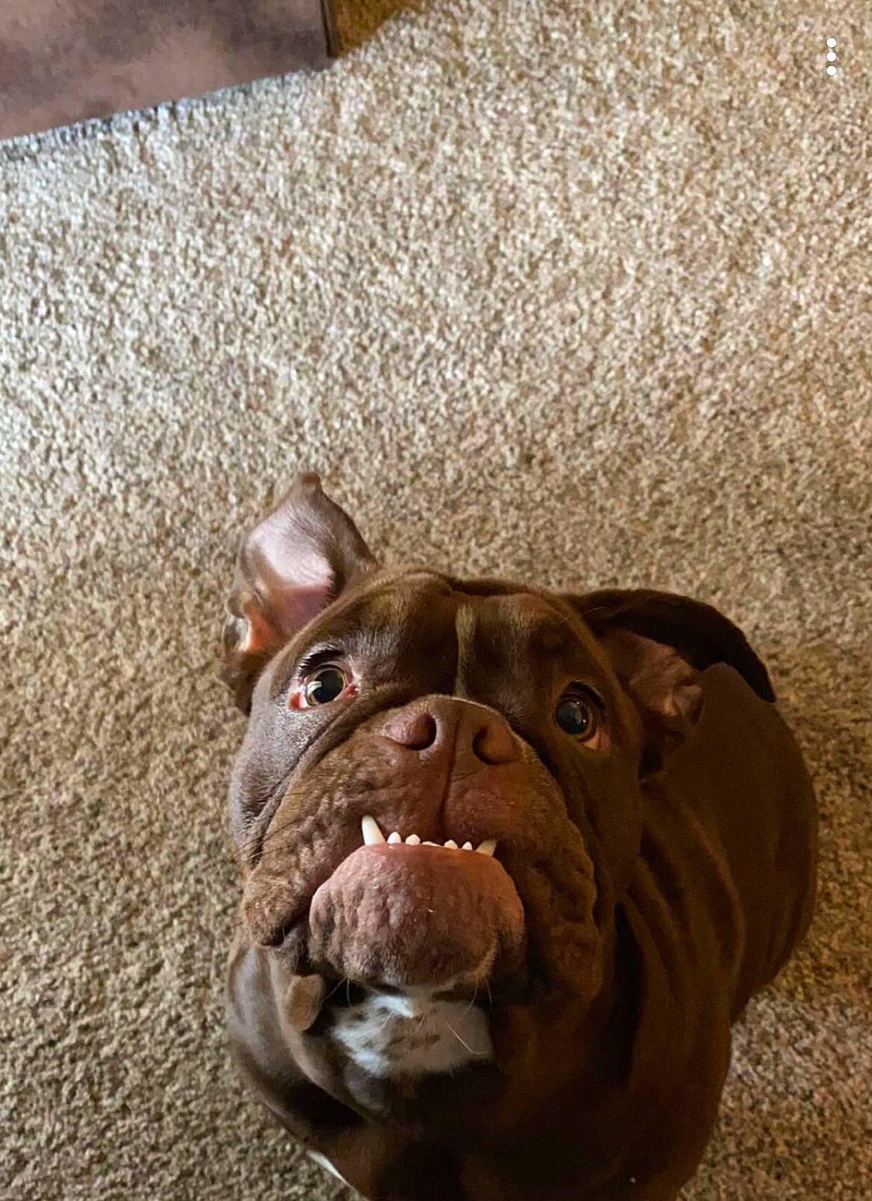 Harlow joined the competition — help win amazing prizes! ancient_dog_breeds, bulldog, carnivore, companion_dog, dog, dog_breed, fawn, flooring, french_bulldog, hardwood, liver, molosser, terrestrial_animal, toy_dog, whiskers, white_english_bulldog, wood, working_animal, working_dog, wrinkle