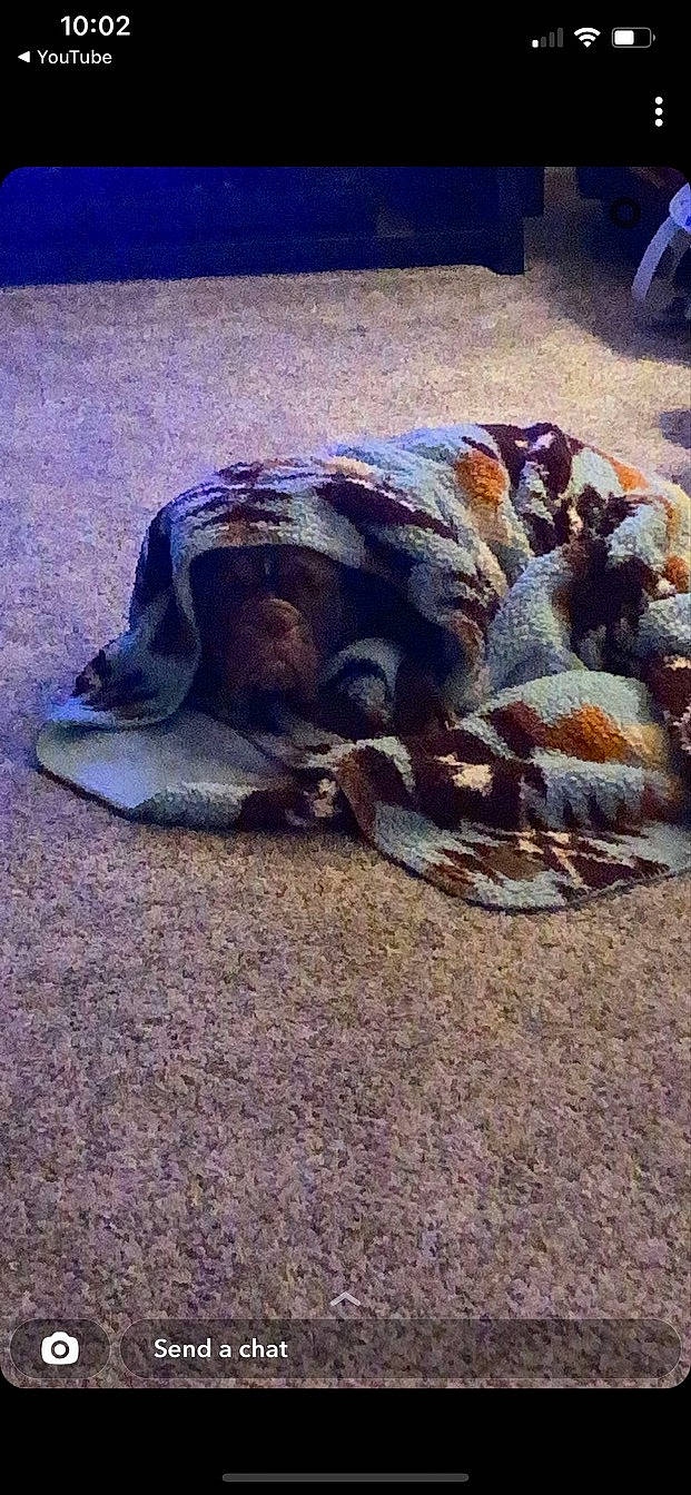 Harlow is registered to the contest to win money with this photo: comfort, companion_dog, dog_breed, fawn, flooring, fur, grass, mammal, road_surface, rock, shadow, snout, soil, sporting_group, tail, terrestrial_animal, tints_and_shades, wildlife, wood, working_animal