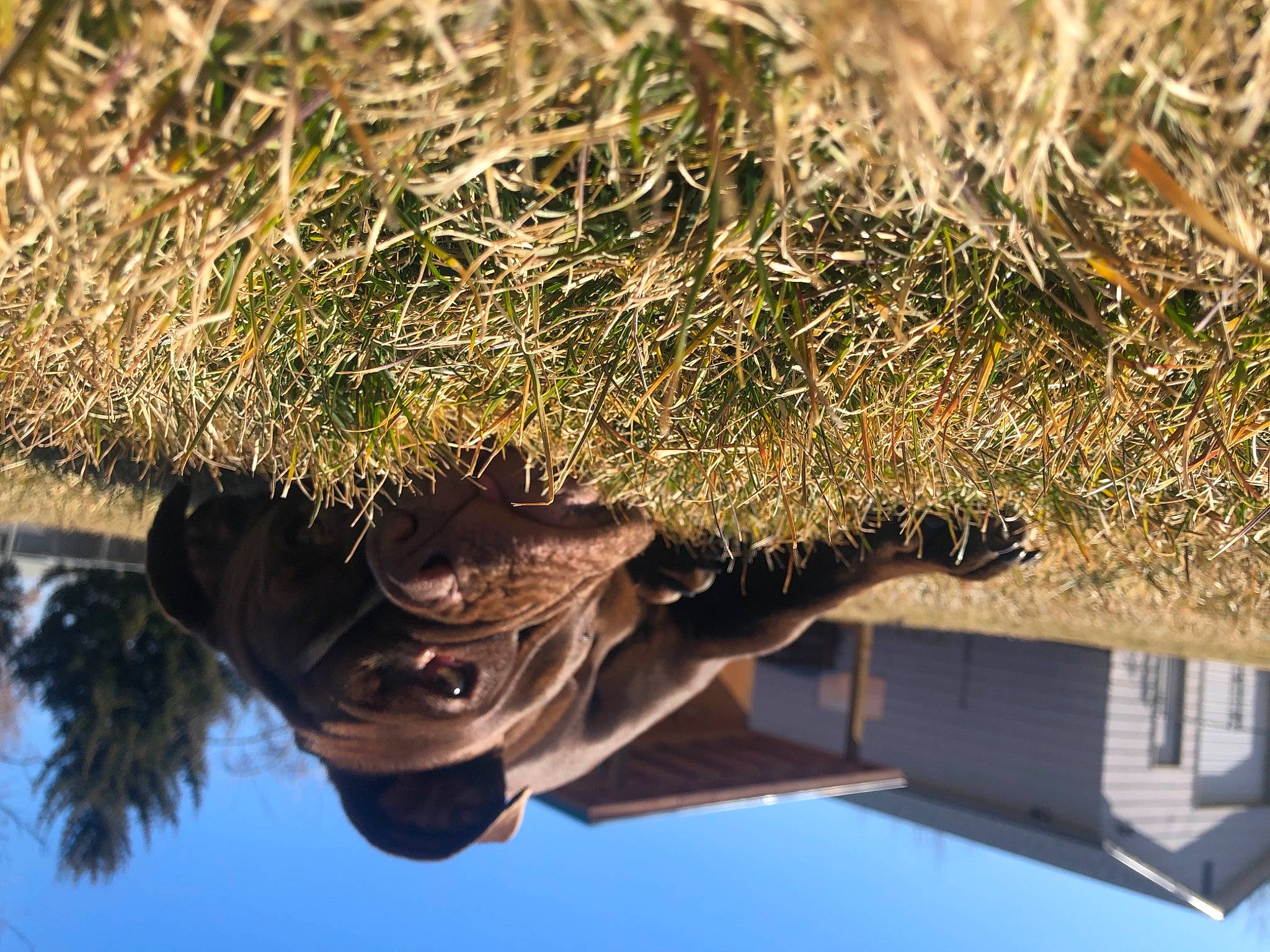 Harlow joined the competition — help win amazing prizes! fur, grass, landscape, mammal, plant, reflection, rock, shadow, sky, soil, sporting_group, tree, twig, vertebrate, winter, wood