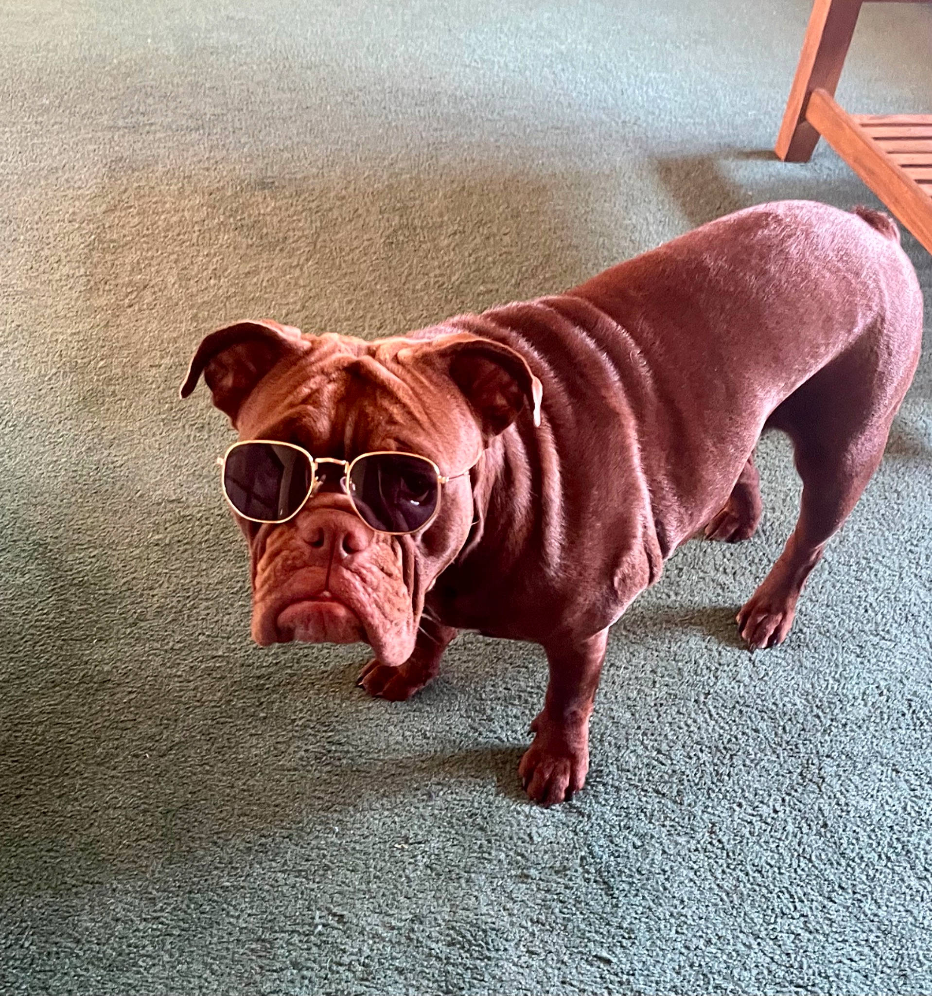Harlow joined the competition — help win amazing prizes! canidae, carnivore, collar, companion_dog, dog, dog_breed, dog_collar, dog_supply, eyewear, fawn, flooring, liver, mammal, snout, sporting_group, sunglasses, tail, wood, working_animal, wrinkle