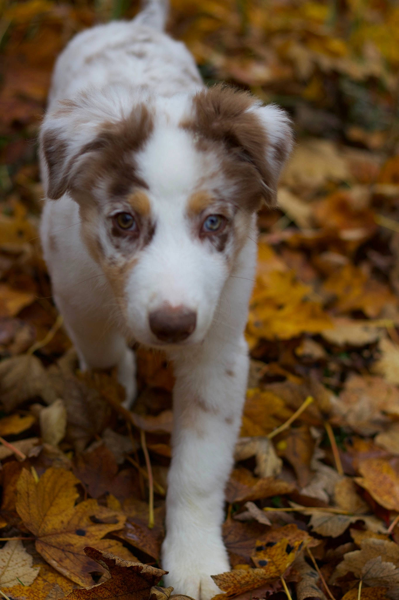 Togo a rejoint le concours — aidez-le/la à gagner de superbes lots ! border_collie, canidae, carnivore, companion_dog, dog, dog_breed, fawn, fur, grass, gun_dog, herding_dog, liver, soil, sporting_group, terrestrial_animal, twig, whiskers, wood, working_animal, working_dog