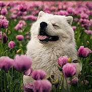 Usko participe au concours pour gagner de l'argent avec cette photo : dog, samoyed, white_fur, flower_field, pink_flowers, nature, outdoor, happy, tongue_out, close_up, pet, spring, greenery, fluffy, canine, portrait, blurred_background, sunlight, grass, joyful