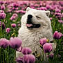 dog, samoyed, white_fur, flower_field, pink_flowers, nature, outdoor, happy, tongue_out, close_up, pet, spring, greenery, fluffy, canine, portrait, blurred_background, sunlight, grass, joyful
