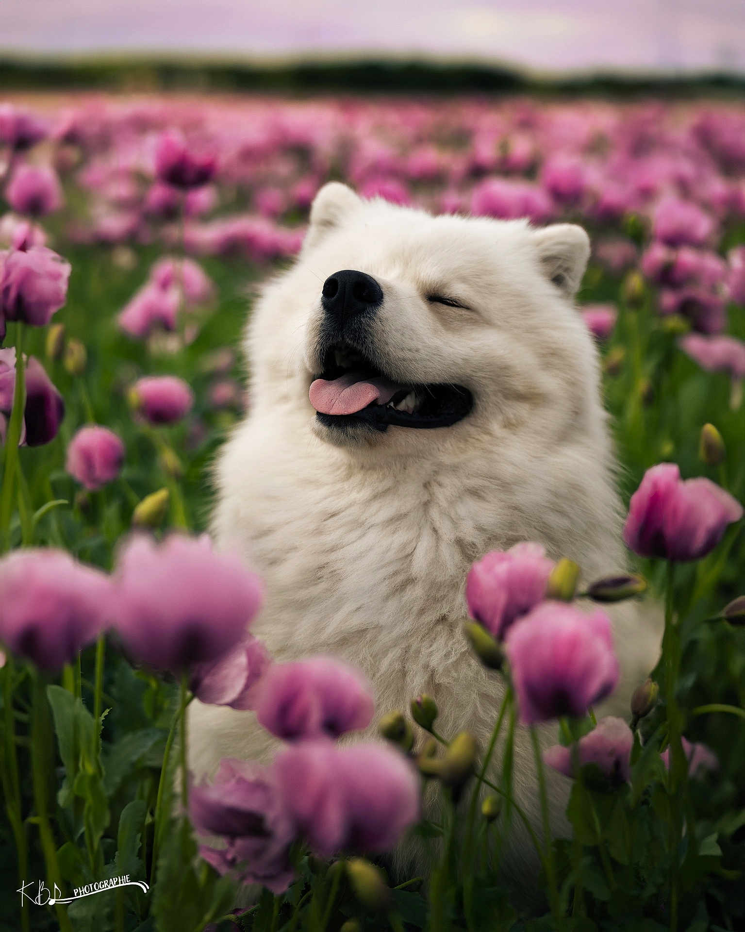 Usko participe au concours pour gagner de l'argent avec cette photo : dog, samoyed, white_fur, flower_field, pink_flowers, nature, outdoor, happy, tongue_out, close_up, pet, spring, greenery, fluffy, canine, portrait, blurred_background, sunlight, grass, joyful