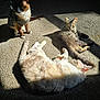 cat, cats, sunlight, carpet, indoor, pet, feline, animal, resting, lying_down, curious, cozy, shadow, warmth, domestic, fur, three, sitting, relaxed, playful