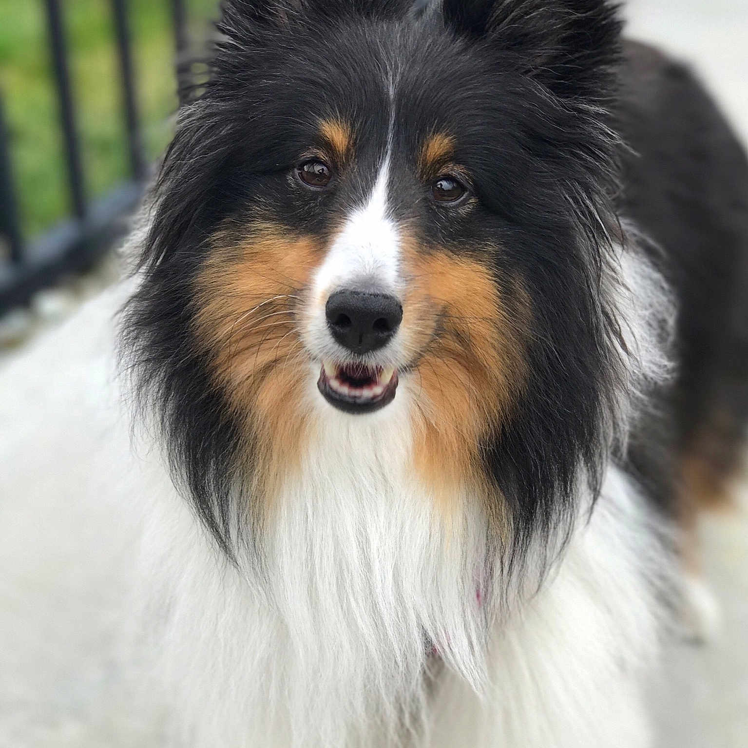 Noelle is registered to the contest to win money with this photo: australian_collie, australian_shepherd, border_collie, canidae, carnivore, collie, companion_dog, dog, dog_breed, herding_dog, mammal, papillon, rare_breed_dog, rough_collie, scotch_collie, shetland_sheepdog, snout, sporting_group, vertebrate