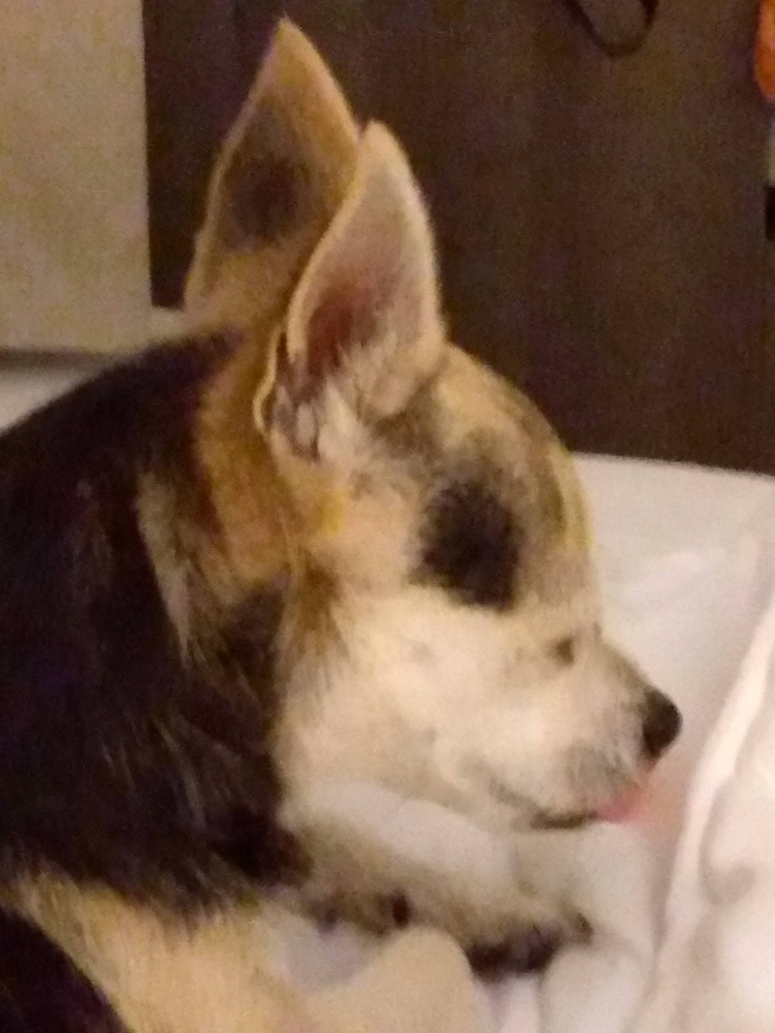 Buster