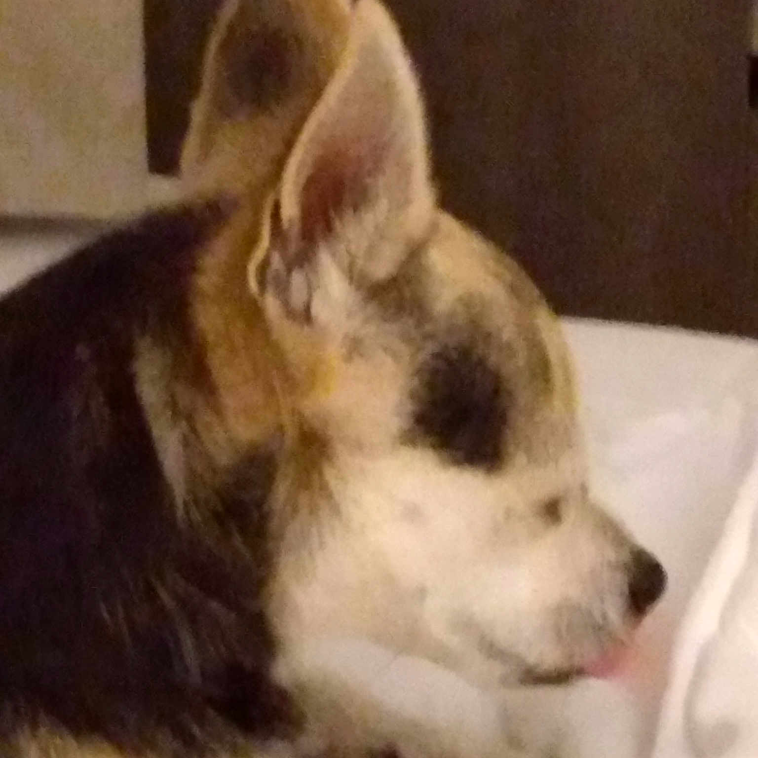 Buster