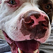 Odin joined the competition — help win amazing prizes! dog, close_up, happy, smiling, pet, canine, face, nose, teeth, mouth_open, brown_spots, pink_nose, fur, animal, domestic_animal, outdoor, wood_deck, portrait, friendly, tongue